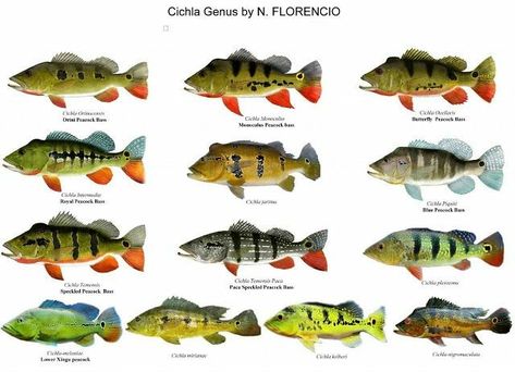 Cichlid. Cichlid, any of more than 1,300 species of fishes of the family Cichlidae (order Perciformes), many of which are popular aquarium fishes. Cichlids are primarily freshwater fishes and are found in tropical America, mainland Africa and Madagascar, and southern Asia. Fish Infographic, Fish Posters, Fish Chart, Oscar Fish, Fish Hunter, Monster Fish, Peacock Bass, American Tank, Monster Fishing