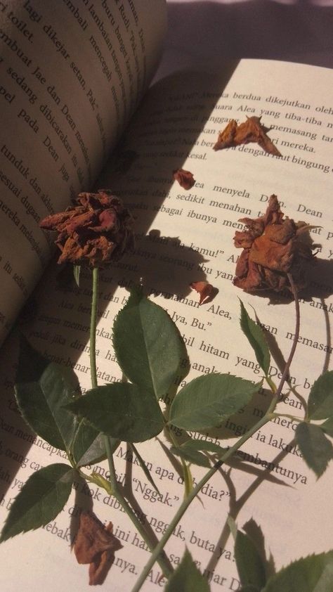 Withering Flower Aesthetic, Asthetic Picture Wallpaper Vintage, Coffee And Books Aesthetic, Girl's Hand, Postcards From Italy, Trippy Aesthetic, Pretty Wallpapers Tumblr, Shadow Video, Brown Flowers