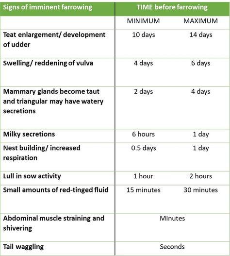 Pig Farrowing, Pig Diagram, Pastured Pigs, Pig Breeds, Mammary Gland, Farm Plans, Body Condition, Pig Farming, Farm Life