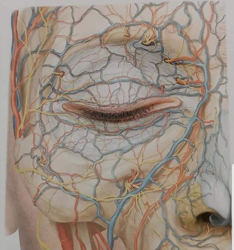 Visible Veins, Eye Anatomy, Human Organs, Face Anatomy, Human Organ, Leaves Art, Gcse Art, Human Face, Leaf Art