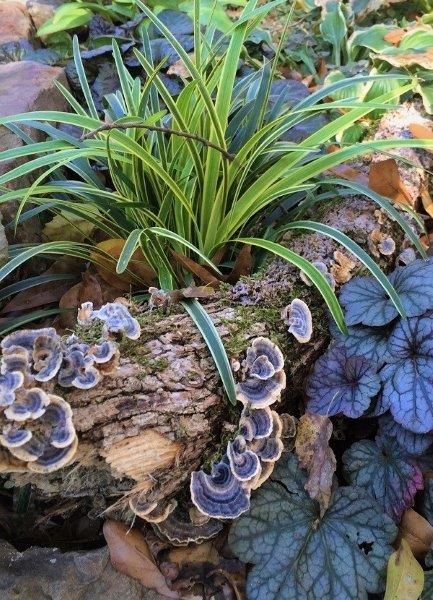 Indoor Gardening Ideas, Beautiful Horror, Cabin Landscape, Garden Ideas Uk, Holiday Decorating Ideas, Habitat Garden, Woodland Plants, Tropical Backyard, Native Plant Gardening