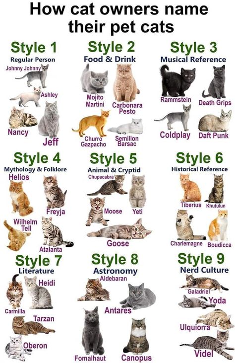 Exotic Cat Breeds, Houseplants Safe For Cats, Singapura Cat, Chartreux Cat, Kitten Breeds, Tonkinese Cat, Popular Cat Breeds, S Names, Himalayan Cat