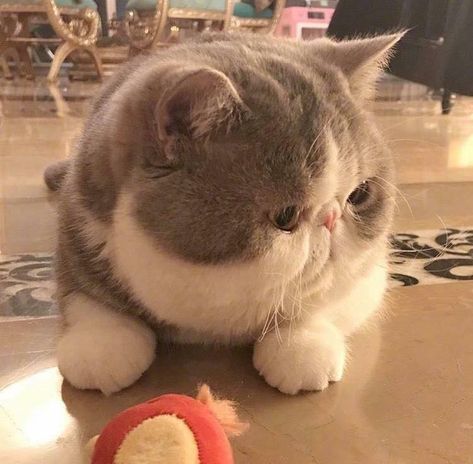 Exotic Shorthair Cat, Exotic Shorthair, Fat Cats, Cute Cats And Kittens, Cute Creatures, Pretty Cats, Cute Little Animals, Beautiful Cats