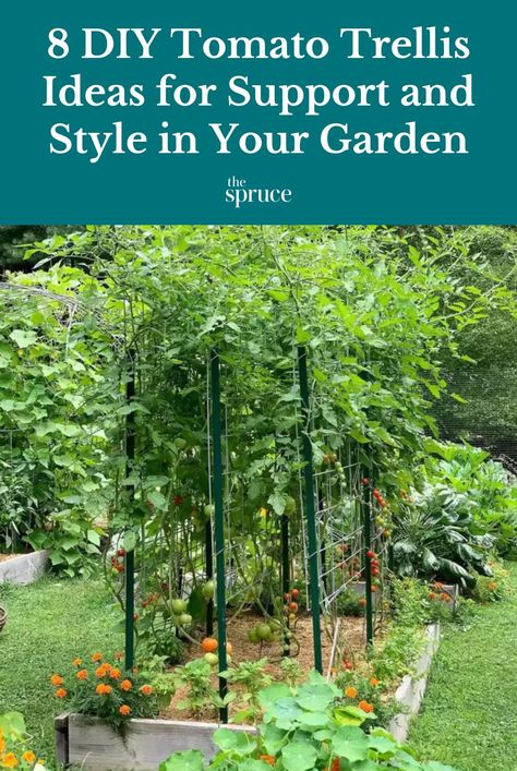 Growing tomatoes on a trellis keeps the plants above ground level and helps them stay healthy. Find tomato trellis ideas to grow your favorite fruit in style. #tomatogarden #vegetablegardenideas #trellisideas #gardeningadvice #houseplanthacks #plantparenttips #thespruce How To Stake Tomato Plants, Tomato Trellis Ideas Diy, Cherry Tomato Trellis, Tomatoes On A Trellis, Tomato Support Ideas, Tomato Trellis Ideas, Staking Tomato Plants, Diy Tomato Trellis, Cheap Trellis