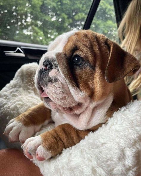 English Bulldog Breeders, American Bully Dog, Cute Bulldog Puppies, Dog Bulldog, Bulldog Pics, Cute Bulldogs, English Bulldog Puppies, Bully Dog, Very Cute Dogs