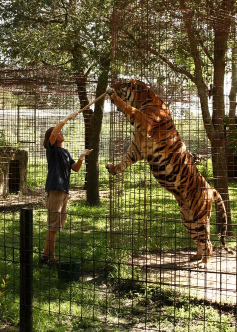 Best cat sanctuary ever. Big Cat Rescue. Big Cat Sanctuary, Cat Jungle Gym, Tiger Zoo, Wild Animal Sanctuary, Big Cat Rescue, Cat Sanctuary, Zoo Keeper, Jungle Gym, Animal Sanctuary