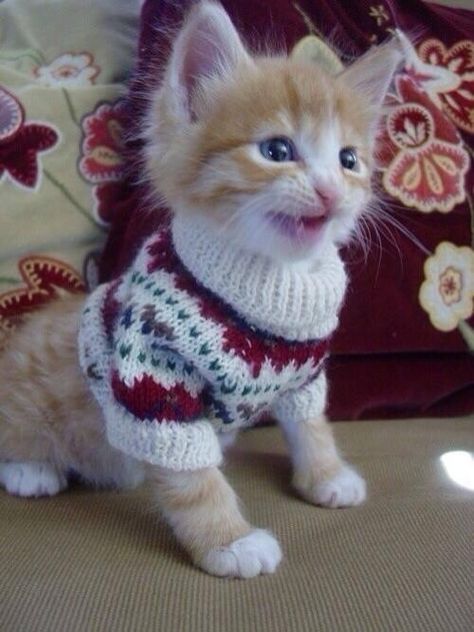 This kitten is so happy to be able to wear his new sweater… | 27 Tiny Animals That Will Warm Your Heart Today Animal Communication, Tabby Cats, Orange Cats, Cat Pictures, Airbrush Art, Cute Cats And Kittens, Kitty Cats, Tabby Cat, Beautiful Cats