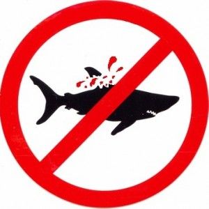 Shark Finning, Save The Sharks, Sea Shepherd, Stop Animal Cruelty, Shark Fin, Shark Week, White Sharks, Create Awareness, Great White Shark