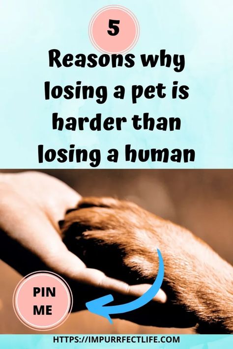 losing a pet is harder than losing a human grief Dog Remembrance Ideas, Griefing Your Pet, Pet Grievance, Losing A Dog Quotes, How To Deal With Pet Loss, Quotes About Losing A Pet Cat, Lost Pet Quotes Cat, Griefing Your Pet Quotes Cat, Class Pet