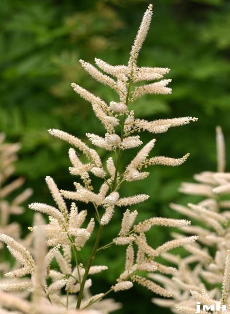 Goat's beard | The Morton Arboretum Goats Beard, Morton Arboretum, Front Landscaping, Shade Garden, Beautiful World, More Beautiful, Garden Plants, Perennials, Goats