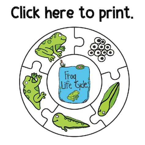 Frog Life Cycle Printable Puzzle 3d Frog Life Cycle Craft, Frog Life Cycle Printable, Frog Life Cycle Craft, Frog Life Cycle Activities, Frogs Preschool, Life Cycles Preschool, Life Cycle Activities, Frog Life Cycle, Cycle For Kids