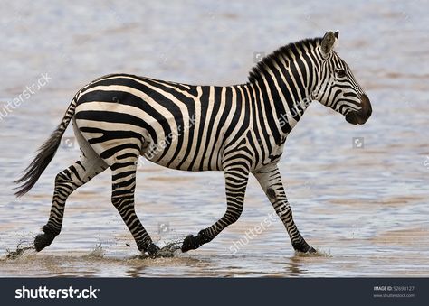 Zebra Profile, Serengeti National Park, Shallow Water, Still Life Drawing, Animal Pics, Animal Planet, Wildlife Art, Life Drawing, Zebras