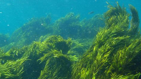 Seaweed : Fastest Growing Plant in the world [up to 1 feet every 24hours] Sea Grapes, Carbon Sequestration, Fast Growing Plants, Aquatic Animals, Natural Resources, Sea Life, Natural World, Ecology, Northern Lights