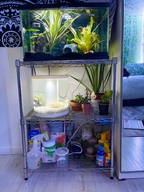 Dorm Fish Tank, Bedroom Fish Tank Ideas, Fish Tank Room Ideas, Guppy Tank, House Bedroom Ideas, Fish Tank Terrarium, Cool Fish Tanks, Community Tanks, Fish Tank Design