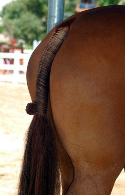 Braymere Custom Saddlery: July 2009 Hunter Braids, Model Horse Tack, Horse Braiding, Buy A Horse, Tail Braids, Equestrian Aesthetic, Horse Mane, Horse Grooming, Mane N Tail