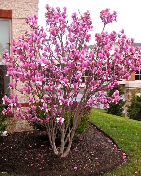 Trees For Front Yard, Front Yards Curb Appeal, Front Landscape, Landscaping Trees, Flowering Tree, Front Yard Landscape, Front Yard Ideas, Front Landscaping, Yard Landscape