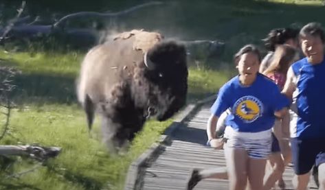 Kid Runs For His Life When Bison Charges Whole Family In Yellowstone National Park | Whiskey Riff Yellowstone Funny, Angry Animals, Visit Yellowstone, Jokes Hilarious, Fluffy Cows, Yellowstone Park, Kids Running, Art Happy, Yellowstone National