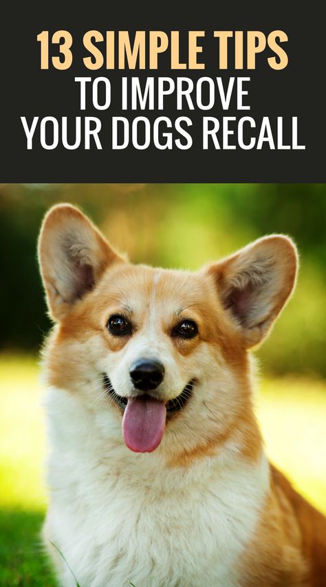 13 Simple Steps to Improve Your Dogs Recall Cowboy Corgi, Dog Recall, Teach Dog Tricks, Dogs Tips, Dog Tricks, Potty Training Puppy, Dog Training Advice, Puppy Training Tips, Dog Tips