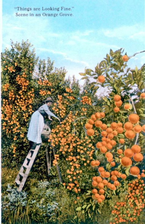 This card is part of a souvenir viewbook containing 20 images. Orange Grove Aesthetic, Picking Oranges, Orange Juice Brands, Smokey Mountains National Park, Orange Farm, Orange Plant, Orange Grove, Florida Oranges, Florida Style