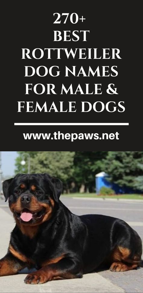 Here is the ultimate list of most popular Rottweiler dog names for girl and boy puppies. #rottweiler #dognames #femaledognames #maledognames #pet #dogs #thepaws Rotweiller Dog, Rottweiler Dog Names, Male Rottweiler, Rottweiler Care, Names For Girl, German Rottweiler Puppies, Rottweiler Names, Puppies Rottweiler, Gorilla Funny