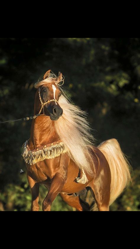 Golden light Arabian horse with long flowing blond mane. Egyptian Arabian Horses, Horses Arabian, Elegant Horse, Arabian Stallions, Palomino Horse, Horse Costumes, Gorgeous Horses, Beautiful Arabian Horses, Horse Pics