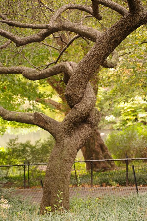 swirling limbs 2 Trees Intertwined, Trees Intertwined, Tree Branch Photography, Intertwined Trees, Journey Photography, Tree Scene, Cherry Blossom Tattoo, Blossom Tattoo, Tree Photography