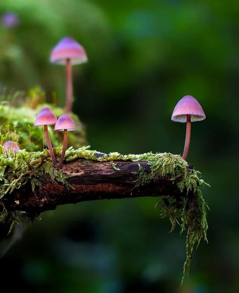 This weeks #fungifriday goes to @dana_honya for these cute little fungi 🍄 Tag us in your pics and share the 'shroom love 💕 #mushrooms4life… Macro Fotografie, Mushrooms Growing, Mushroom Pictures, Mushroom Fungi, Airbrush Art, Wild Mushrooms, Mushroom Art, 4 Life, Nature Aesthetic