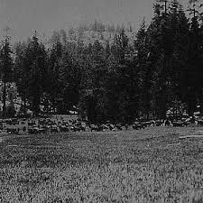 Quaking Aspen, Tulare County, Sierra Mountains, Ca History, Cattle Ranch, Cattle Drive, Cattle Ranching, Sierra Nevada Mountains, Home Birth