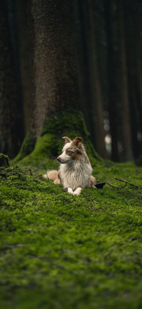 Dog Photography Forest, Dogs In Forest, Forest Alphabet, Dog In Forest, Pnw Vibes, Friend Vibes, Fairy Life, Photos With Dog, Dog Photoshoot