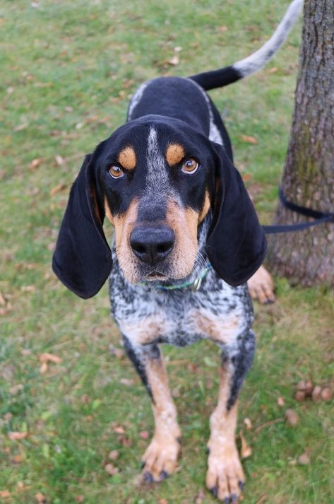 Country Dogs, Bear Dogs, Coon Hunting, Blue Tick, English Coonhound, Dog Running, Hound Dogs, Disabled Dog, Bluetick Coonhound