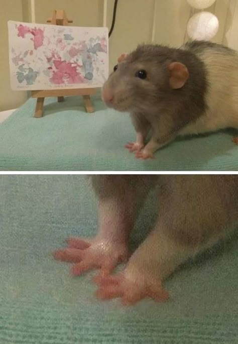 Rat Funny Pics, Pet Rats Cute, Funny Pet Photos, Animal Wallpaper Cute, Rat Aesthetic, Cute Animal Videos Funny, Rat Cute, Rats Cute, Rat Pet