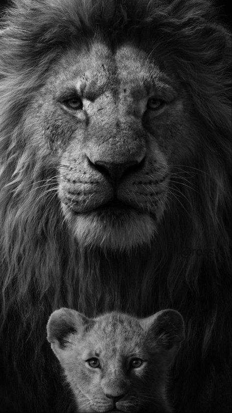 Lion And Son, Lion King 2019, Tiger Photography, Lion Couple, Whatsapp Wallpapers Hd, Black And White Lion, Wild Animal Wallpaper, Lion King Pictures, Lion Head Tattoos