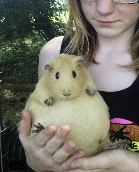 Pregnant guinea pig. omg  I think that's how I felt each time! LOL Piggy Quotes, Fat Animals, Friend Things, Summer Sets, Cute Guinea Pigs, 웃긴 사진, Animal Pics, Random Pics, Hamsters