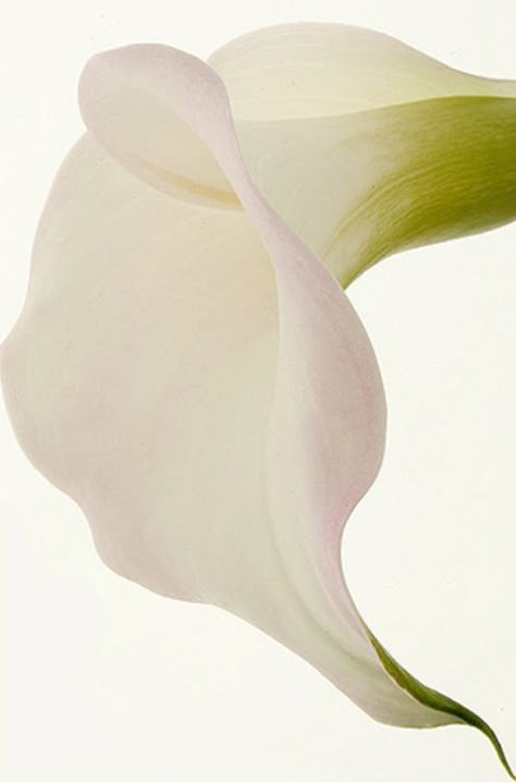 Wait - what ? Calla Lily Photography, Arum Lily, Bloom Blossom, Lily Flower, Calla Lily, Organic Shapes, Flowers Photography, Cali, Pretty Flowers