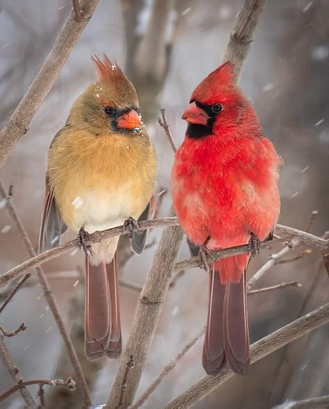 Cardinals Painting, Cardinal Paintings, Cardinal Photography, Red Cardinal Painting, Cardinal Pair, Cardinal Pictures, Two Cardinals, Cardinals Birds, Cardinal Birds Art