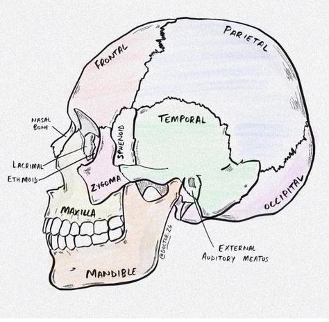 Human Skull Drawing Sketches, Skull Anatomy Drawing Study, Human Skull Drawing, Human Skull Anatomy, Skull Drawing Sketches, Human Heart Anatomy, Biology Diagrams, Science Drawing, Doctor Drawing