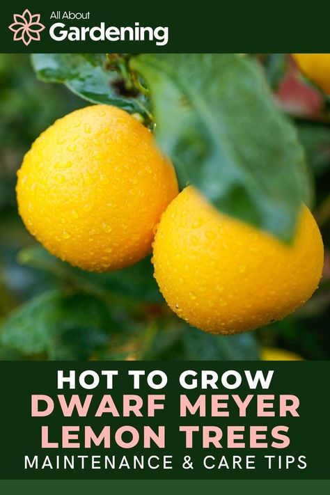 Meyer Lemon Tree Care, Lemon Tree Care, Grow Lemon, Lemon Plant, Meyer Lemon Tree, How To Grow Lemon, Sour Orange, Citrus Plant, Lemon Trees