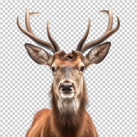 PSD disparo de cara de ciervo aislado so... | Premium Psd #Freepik #psd #venado #caza #fauna-silvestre #cuernos-reno Reno