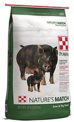 Feeding your Kunekune Pig Mini Pig Food, Pig Waterer, Diatomaceous Earth Food Grade, Pig Feed, Black Oil Sunflower Seeds, Livestock Feed, Feed Store, Chicken Feed, Plant Based Nutrition