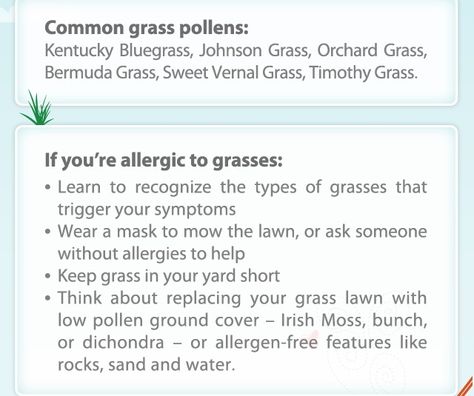 Grass Pollen Allergies Rye Grass, Bermuda Grass, Types Of Grass, Pollen Allergies, Rye, Lawn Mower, Allergies, Health