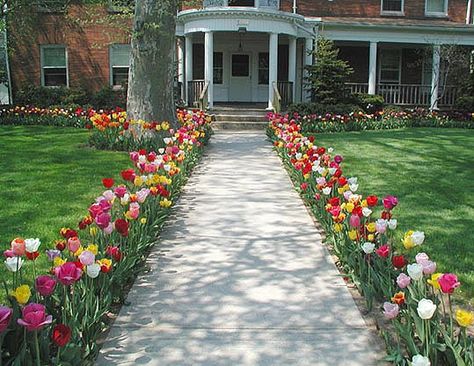 Tulips In Planters, From Yard Landscape Ideas, Tulip Flower Bed Front Yards, Garden Tulips Ideas, Flower Lined Sidewalk, Tulips Along Driveway, Tulip In Garden, Tulip Garden Bed Ideas, Tulip Yard Ideas