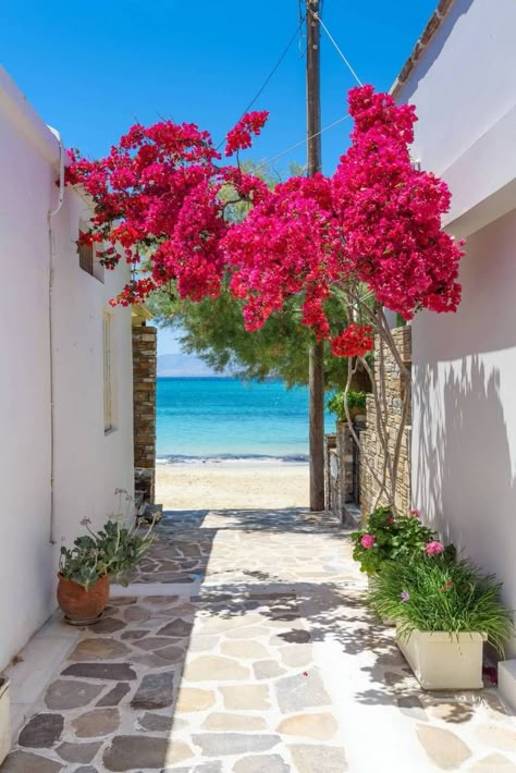 Greece Bougainvillea, Greece Flowers, Grecia Santorini, Good Morning Posters, Naxos Greece, Narrow Street, Naxos Island, Nature Tourism, Greece Pictures