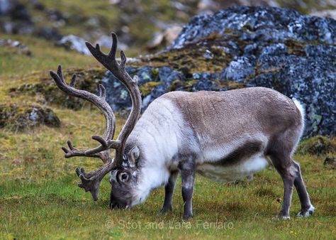 Svalbard Reindeer | Lara Ferraro and Scot Ferraro Photography Svalbard Reindeer, Elk Photography, Beautiful Wildlife, Animals And Plants, Wildlife Photos, Wild Dogs, Animal References, Arachnids, A Deer