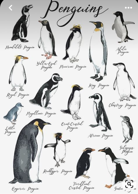 Penguin Room, Penguin Sketch, Penguin Poster, Penguin Vector, Types Of Penguins, Penguin Wall Art, Penguin Illustration, Adelie Penguin, Penguin Drawing