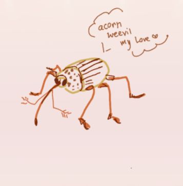 Acorn Weevil, Cute Beetle Drawing, Weevil Drawing, Bugs To Draw, Cute Bug Art, Bug Pfp, Cute Bug Drawing, Bug Doodles, Bug Oc