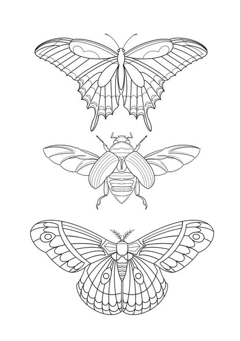 Insect Outline Drawing, Insect Line Art, Linework Butterfly, Moth Line Art, Moth Outline, Scarab Tattoo, Moth Drawing, Moth Art, Moth Tattoo