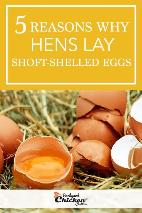 Soft Eggs, Egg Laying Hens, Raising Rabbits For Meat, Chicken Diet, Collecting Eggs, Meat Rabbits, Soft Egg, Egg Laying Chickens, Raising Backyard Chickens