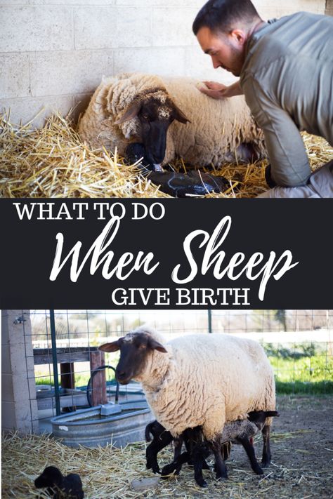 Man helping sheep give birth Raising Sheep, Homesteading Diy Projects, Homestead Layout, Pet Sheep, Homesteading Diy, Farm Fun, Homesteading Skills, Safe Environment, Sheep And Lamb