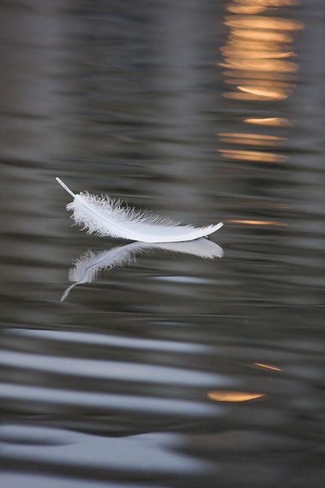 Angel Feathers, White Feather, Foto Art, Black Swan, Cebu, Beautiful Photography, Nature Beauty, At Night, Beautiful Nature