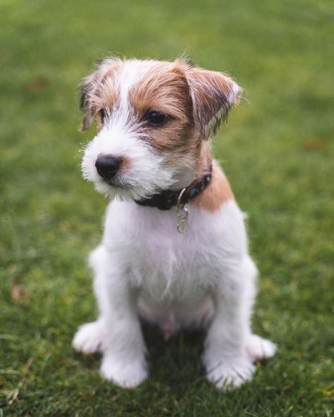 Parsons Terrier, Chien Jack Russel, Parson Russell Terriers, Jack Russell Terrier Puppies, Jack Terrier, Jack Russell Puppies, Parson Russell Terrier, Jack Russell Terriers, Jack Russells